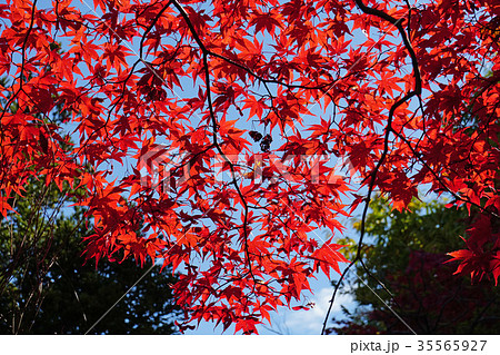 美しく紅葉したノムラモミジ 美しく紅葉したノムラモミジ 35565927
