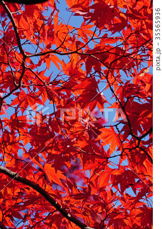 美しく紅葉したノムラモミジ 美しく紅葉したノムラモミジ 35565936