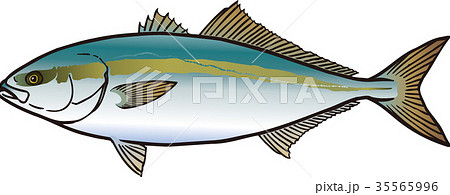 ヒラマサ ヒラマサ 35565996