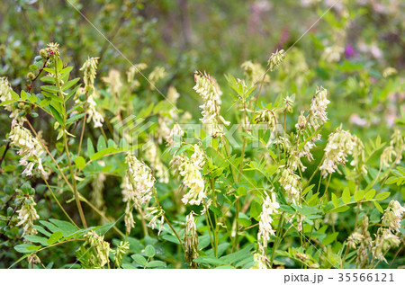 Hedysarum vicioides flowers in Aktru valley. Altai 35566121