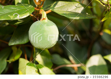 イタビカズラ 35566296