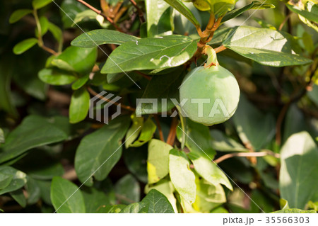 イタビカズラ 35566303