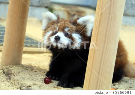 赤ちゃんレッサーパンダ Baby Red Pandaの写真素材