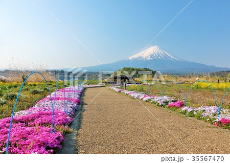 春の暖かい芝桜の風景と富士山の写真素材