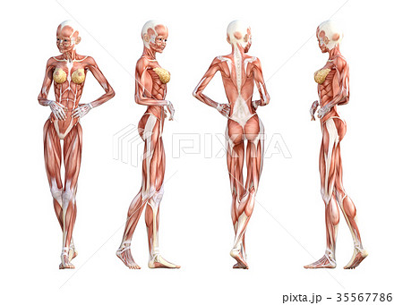 女性 解剖 筋肉 ３dcg イラスト素材のイラスト素材