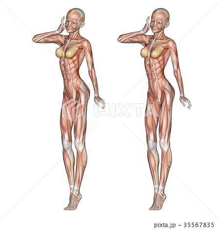 女性 解剖 筋肉 ３d立体表示用 イラスト素材のイラスト素材 35567835
