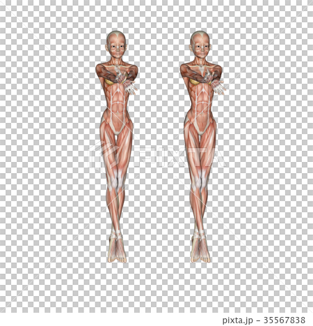 3D female body anatomy stock illustration. Illustration of posture -  68431401