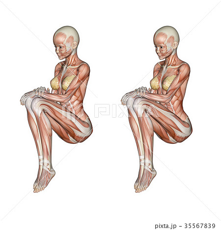 女性 解剖 筋肉 ３d立体表示用 イラスト素材のイラスト素材