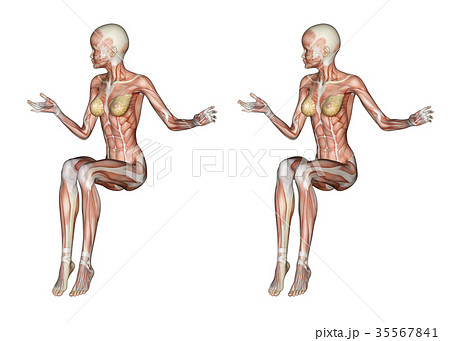 Female Anatomy Muscle 3D for 3D - Stock Illustration [35567841] - PIXTA