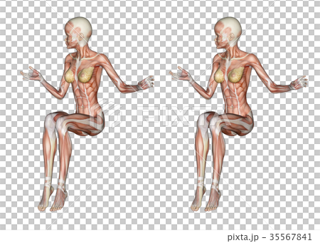 3D female body anatomy stock illustration. Illustration of posture -  68431401