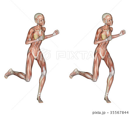 女性 解剖 筋肉 ３d立体表示用 イラスト素材のイラスト素材