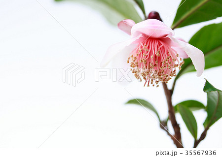 茶の花・紅花茶 茶の花・紅花茶 35567936