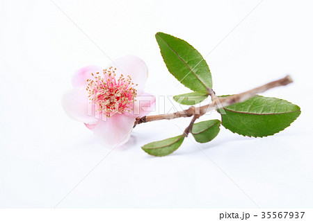 茶の花・紅花茶 35567937