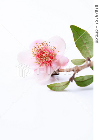 茶の花・紅花茶 茶の花・紅花茶 35567938