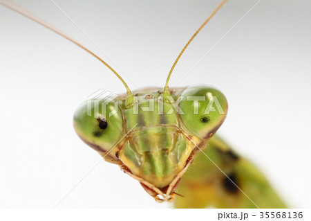オオカマキリのクローズアップ オオカマキリのクローズアップ 35568136