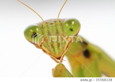 オオカマキリのクローズアップ 35568138