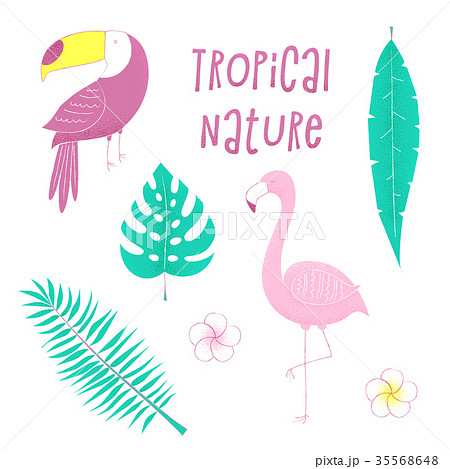 Tropical Design With Flamingoのイラスト素材