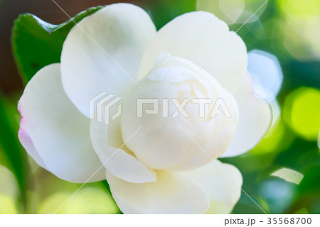 サザンカ・朝倉 35568700