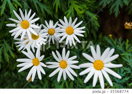 Chamomile flowers - floral background 35568774