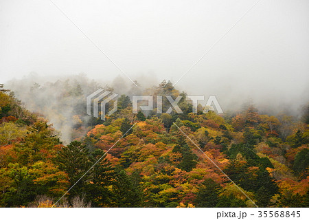 錦秋の中房渓谷 35568845