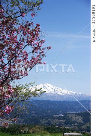 鳥海山と桜 35569191