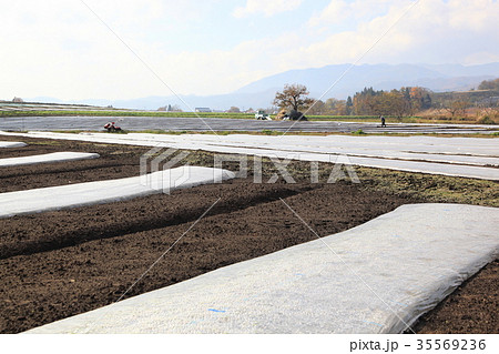 ビニールマルチの畑（秋マルチ）　 35569236