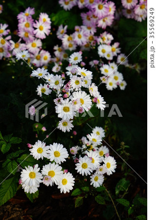 菊の花 菊の花 35569249