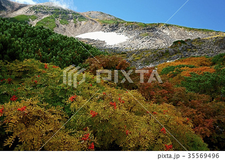 9月、紅葉の乗鞍岳(撮影地:乗鞍エコーライン、肩の小屋口→位ヶ原) 9月、紅葉の乗鞍岳(撮影地:乗鞍エコーライン、肩の小屋口→位ヶ原) 35569496