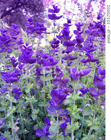 Beautiful Salvia Beautiful Salvia 35570002