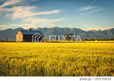 Summer sunset with an old barn and a rye field in Summer sunset with an old barn and a rye field in 35570930