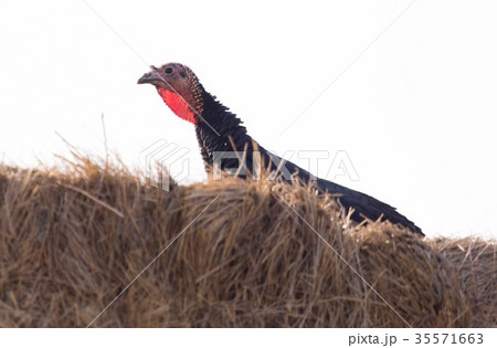 turkey on a farm 35571663