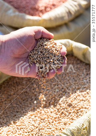 wheat in hand 35571777