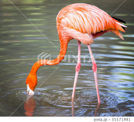 Pink flamingo on a pond in nature 35571991