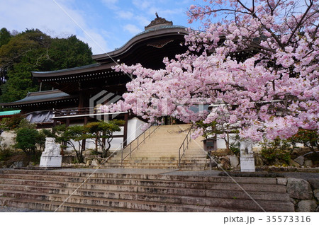 近江神宮の桜 35573316