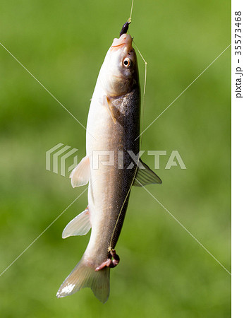 Fish caught on the hook 35573468