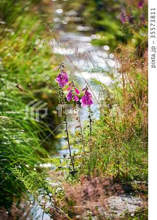 red purpurea in front of a creek with sunrays red purpurea in front of a creek with sunrays 35573811