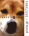 柴犬　ドアップ 35573901