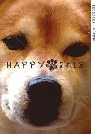 柴犬　ドアップ 35573901