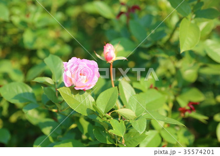 ピンクのバラの花 マチルダの写真素材
