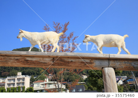 徳山動物園　るんちゃ♪るんちゃ　ヤギ 35575460