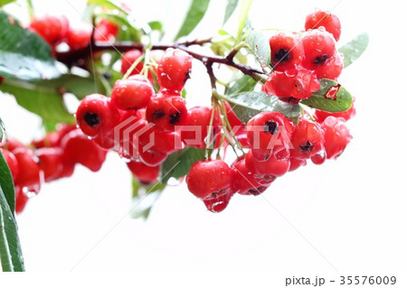 庭の木「ピラカンサスの赤い実」大阪府枚方市 庭の木「ピラカンサスの赤い実」大阪府枚方市 35576009
