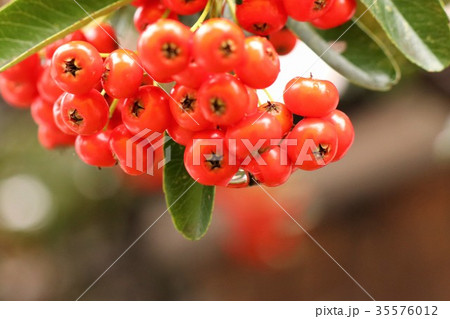 庭の木「ピラカンサスの赤い実」大阪府枚方市 庭の木「ピラカンサスの赤い実」大阪府枚方市 35576012
