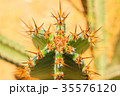 Green cactus drows 35576120