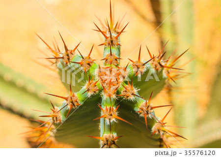 Green cactus drows Green cactus drows 35576120