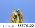 Green cactus drows 35576122