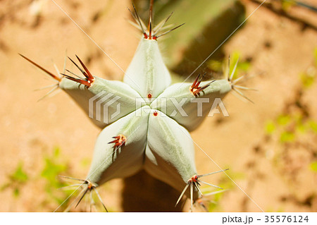 Green cactus drows 35576124