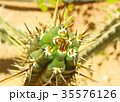 Green cactus drows 35576126