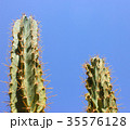 Green cactus drows 35576128