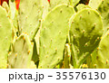 Green cactus drows 35576130