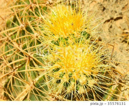 Green cactus drows Green cactus drows 35576131